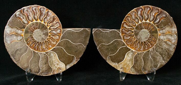 Polished Ammonite Pair - Million Years #15891
